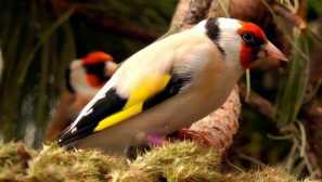 Schies не е гледка, а няколко различни птици